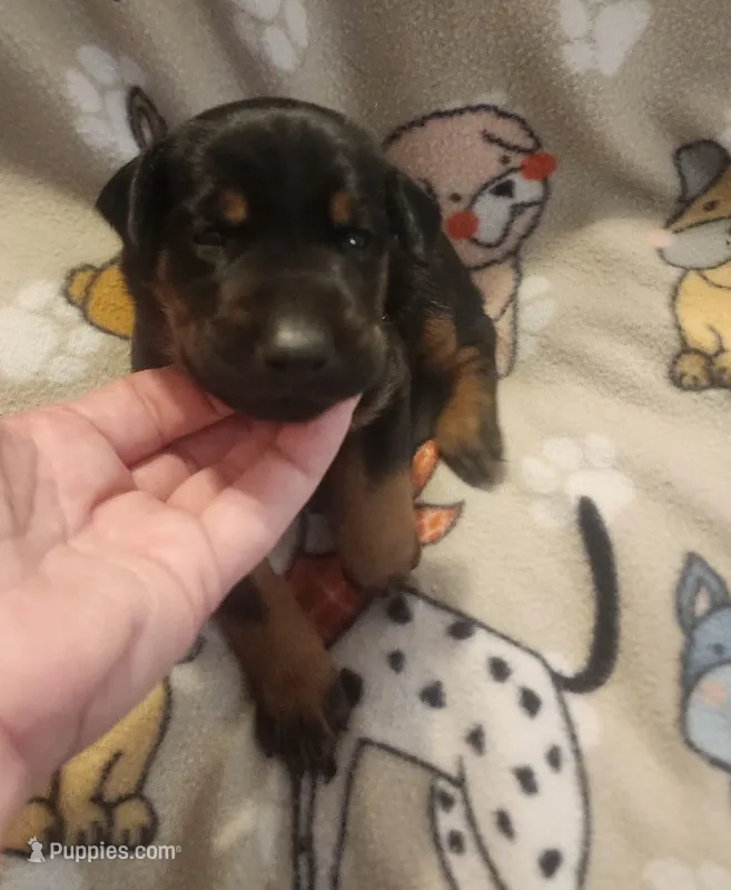 Red Collar Female – Doberman Pinscher puppy for sale in Dallas, TX