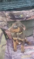Red Male, a male Doberman Pinscher for sale in Dallas, TX – 4 of 5