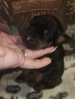 White Collar Female, a female Doberman Pinscher for sale in Dallas, TX – 3 of 9