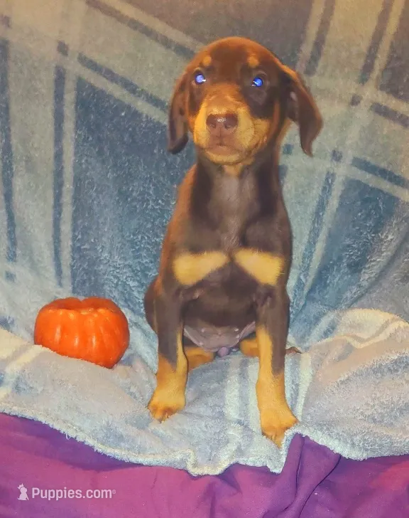  Red FEMALE  – Doberman Pinscher puppy for sale in Dallas, TX