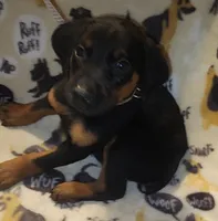 Green Collar Female, a female Doberman Pinscher for sale in Dallas, TX – 2 of 10