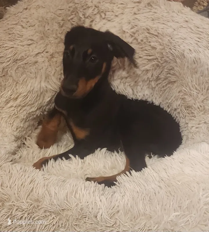 Black Female – Doberman Pinscher puppy for sale in Dallas, TX
