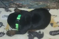 Lime Green Collar Female, a female Doberman Pinscher for sale in Dallas, TX – 2 of 10