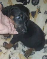 Red Collar Female, a female Doberman Pinscher for sale in Dallas, TX – 7 of 9