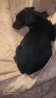 White Collar Female, a female Doberman Pinscher for sale in Dallas, TX – 4 of 9
