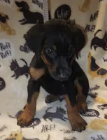 Green Collar Female, a female Doberman Pinscher for sale in Dallas, TX – 1 of 10