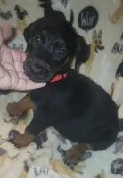 Red Collar Female, a female Doberman Pinscher for sale in Dallas, TX – 4 of 9
