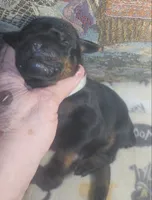 Grey Collar Male, a male Doberman Pinscher for sale in Dallas, TX – 3 of 8