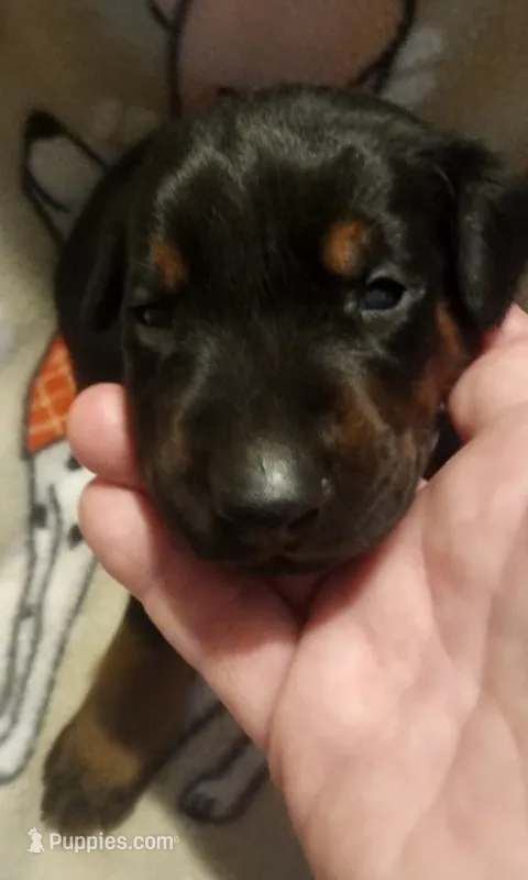 Grey Collar Male – Doberman Pinscher puppy for sale in Dallas, TX