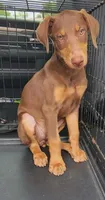  Red FEMALE , a female Doberman Pinscher for sale in Dallas, TX – 5 of 6