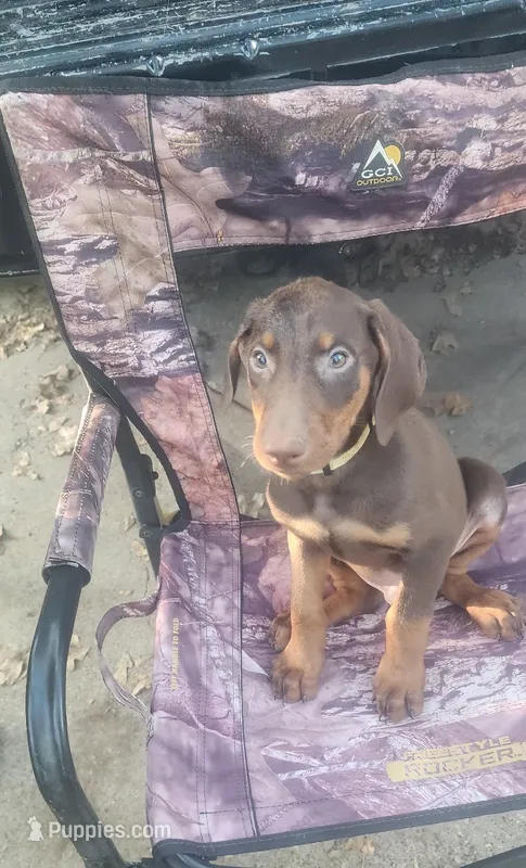 Yellow COLLAR MALE – Doberman Pinscher puppy for sale in Dallas, TX