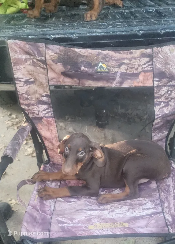 Mahogany Female  – Doberman Pinscher puppy for sale in Dallas, TX