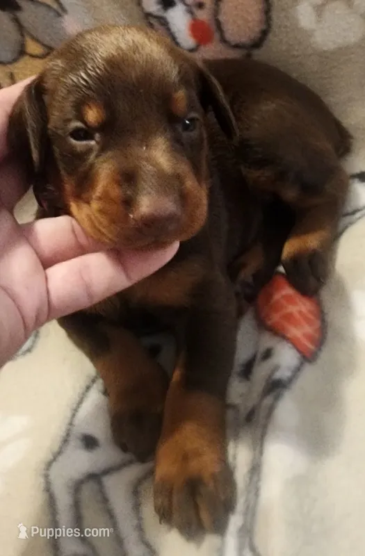 Pink Collar Female – Doberman Pinscher puppy for sale in Dallas, TX