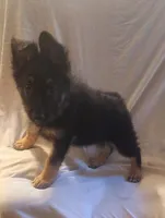 Black and Tan Female , a female German Shepherd Dog for sale in Dallas, TX – Photo 4 of 10