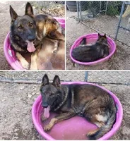 Black and Tan Female , a female German Shepherd Dog for sale in Dallas, TX – Photo 9 of 10