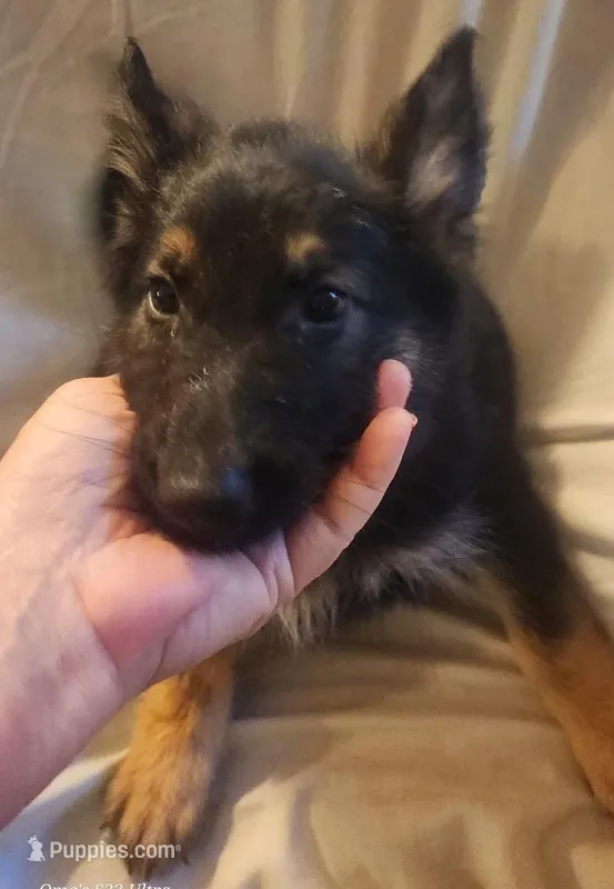 Black and Tan Female  – German Shepherd Dog puppy for sale in Dallas, TX