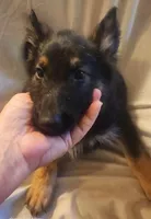 Black and Tan Female , a female German Shepherd Dog for sale in Dallas, TX – Photo 1 of 10