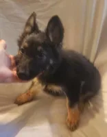 Black and Tan Female , a female German Shepherd Dog for sale in Dallas, TX – Photo 3 of 10