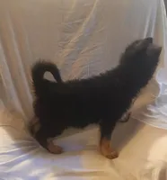 Black and Tan Female , a female German Shepherd Dog for sale in Dallas, TX – Photo 5 of 10