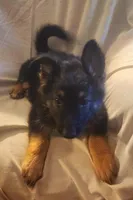 Black and Tan Female , a female German Shepherd Dog for sale in Dallas, TX – Photo 2 of 10