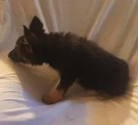 Black and Tan Female , a female German Shepherd Dog for sale in Dallas, TX – Photo 6 of 10