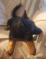 Black and Tan Female , a female German Shepherd Dog for sale in Dallas, TX – Photo 8 of 10