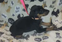 Lt PINK Collar Female, a female Doberman Pinscher for sale in Dallas, TX – 7 of 9