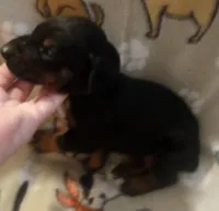 Lime Green Collar MALE, a female Doberman Pinscher for sale in Dallas, TX – 6 of 9
