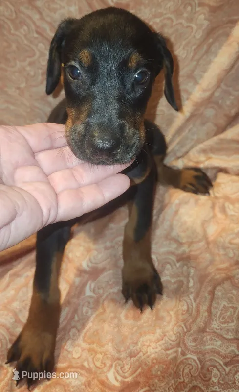 Black w Mahogany MALE – Doberman Pinscher puppy for sale in Dallas, TX