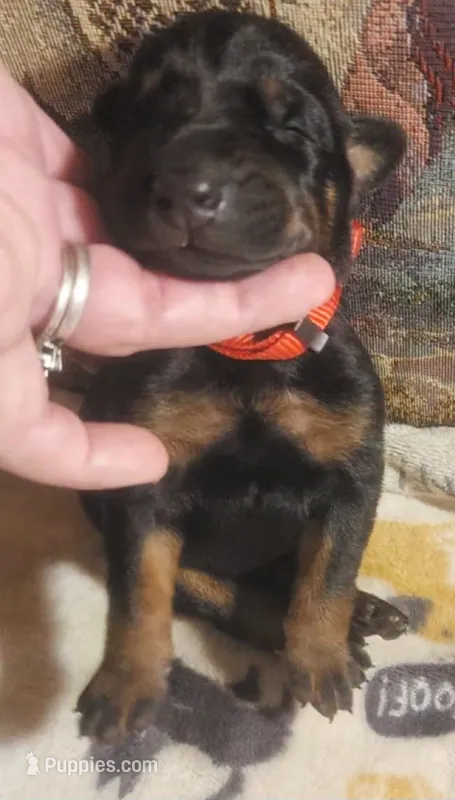 Red Collar Female – Doberman Pinscher puppy for sale in Dallas, TX