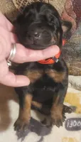 Red Collar Female, a female Doberman Pinscher for sale in Dallas, TX – 1 of 8