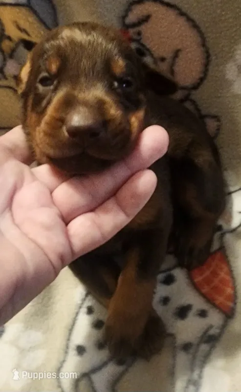 Lt Blue Collar MALE – Doberman Pinscher puppy for sale in Dallas, TX