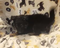 Black & Tan Female, a female German Shepherd Dog for sale in Dallas, TX – Photo 4 of 10