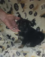 Black & Tan Female, a female German Shepherd Dog for sale in Dallas, TX – Photo 6 of 10