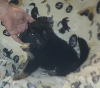 Black & Tan Female, a female German Shepherd Dog for sale in Dallas, TX – Photo 2 of 10