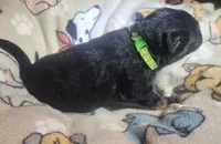 Black & Tan Female, a female German Shepherd Dog for sale in Dallas, TX – Photo 3 of 10