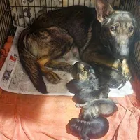 Black & Tan Female, a female German Shepherd Dog for sale in Dallas, TX – Photo 8 of 10