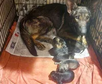 Black & Tan Female, a female German Shepherd Dog for sale in Dallas, TX – Photo 9 of 10