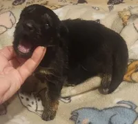 Black & Tan Female, a female German Shepherd Dog for sale in Dallas, TX – Photo 6 of 10