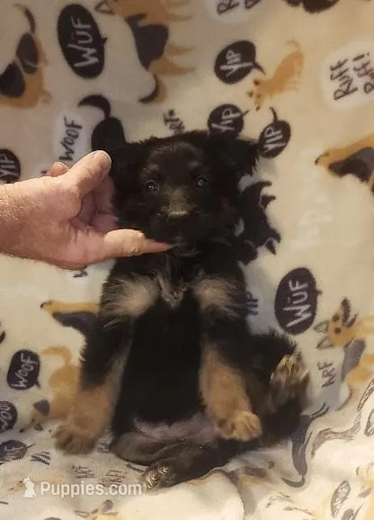 Black & Tan Female – German Shepherd Dog puppy for sale in Dallas, TX
