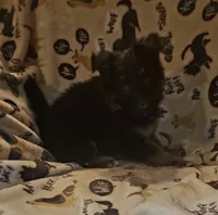 Black & Tan Female, a female German Shepherd Dog for sale in Dallas, TX – Photo 5 of 10