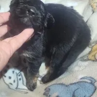 Black & Tan Female, a female German Shepherd Dog for sale in Dallas, TX – Photo 7 of 10