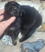 Black & Tan Female, a female German Shepherd Dog for sale in Dallas, TX – Photo 1 of 10