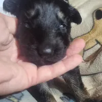 Black & Tan Female, a female German Shepherd Dog for sale in Dallas, TX – Photo 9 of 10