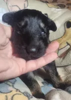 Black & Tan Female, a female German Shepherd Dog for sale in Dallas, TX – Photo 2 of 10