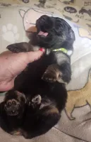 Black & Tan Female, a female German Shepherd Dog for sale in Dallas, TX – Photo 8 of 10