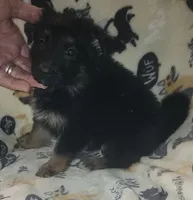 Black & Tan Female, a female German Shepherd Dog for sale in Dallas, TX – Photo 3 of 10