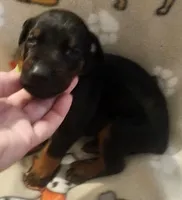 Lime Green Collar MALE, a female Doberman Pinscher for sale in Dallas, TX – 4 of 9