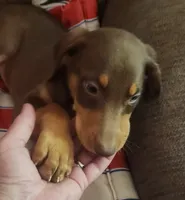  Red FEMALE , a female Doberman Pinscher for sale in Dallas, TX – 4 of 6
