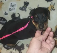 Lt PINK Collar Female, a female Doberman Pinscher for sale in Dallas, TX – 1 of 9